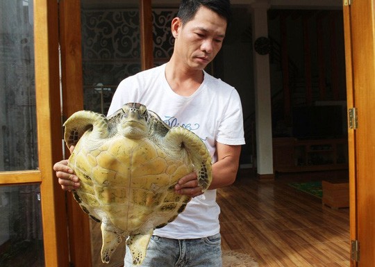Cá thể rùa biển có nguy cơ tuyệt chủng đã được anh Hải phối hợp với ngành chức năng TP Sầm Sơn thả về môi trường tự nhiên