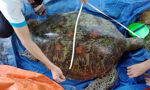 Cá thể rùa biển 80kg bị chết do mắc lưới ngư dân