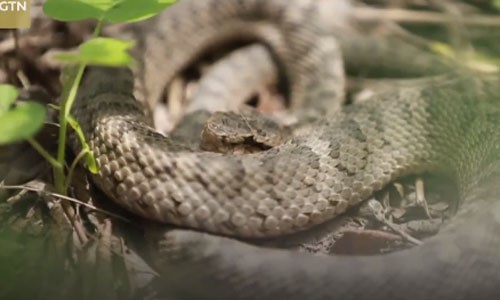 Hòn đảo Trung Quốc là ngôi nhà của 20.000 con rắn độc