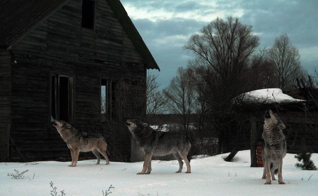 Vùng nhiễm xạ Chernobyl bảo tồn cho loài sói xám sinh sôi nảy nở