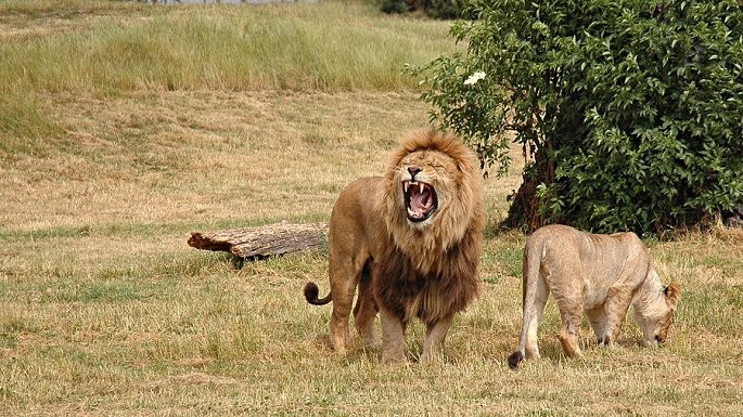 Đột nhập khu bảo tồn trộm tê giác, những kẻ đi săn bị sư tử ăn thịt