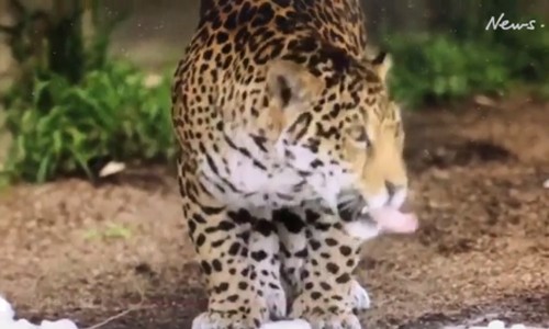 Báo đốm lẻn khỏi chuồng tàn sát động vật trong vườn thú Mỹ