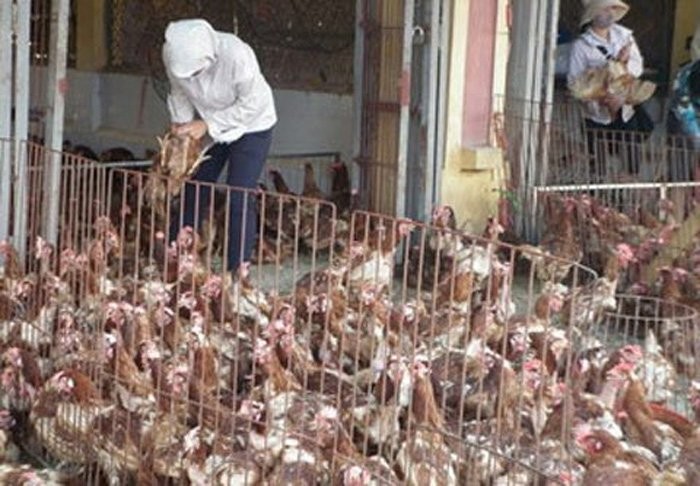 Năm 2012-2014, gà trọc đầu Trung Quốc tràn ngập chợ Việt