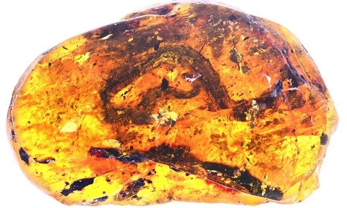 Xác rắn non và bộ da rắn lột trong khối hổ phách 99 triệu năm ở Myanmar. Ảnh: Ming Bai. 
