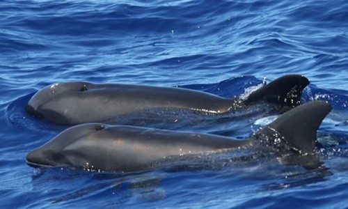 Con lai (trước) bơi cùng cá voi đầu dưa (sau) có thể là mẹ. Ảnh: Cascadia Research Collective.