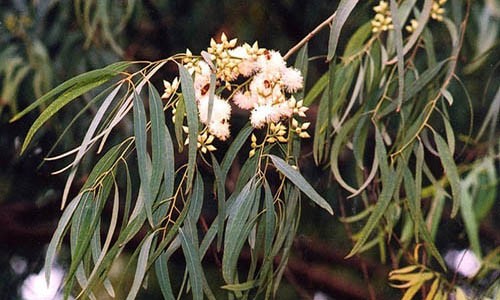Bạch đàn ở Australia có khả năng hút vàng từ lòng đất rồi chuyển lên lá. 