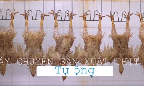 Dây chuyền sản xuất thịt gà tự động lớn nhất Việt Nam