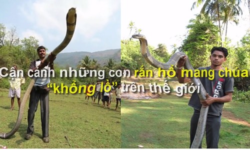 Video: Rùng mình xem những con rắn hổ mang chúa “khổng lồ” 