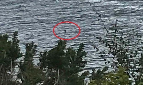 Bức ảnh chụp sinh vật nhô đầu trên mặt hồ Loch Ness của Charlotte. Ảnh: Mirror.
