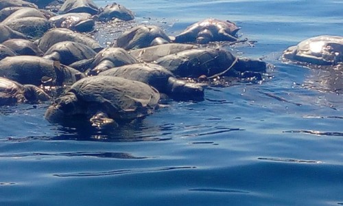 Xác rùa biển quý hiếm Golfinas trôi dạt dọc bờ biển bang Oaxaca, miền Nam Mexico Ảnh: realidadoaxaca.com