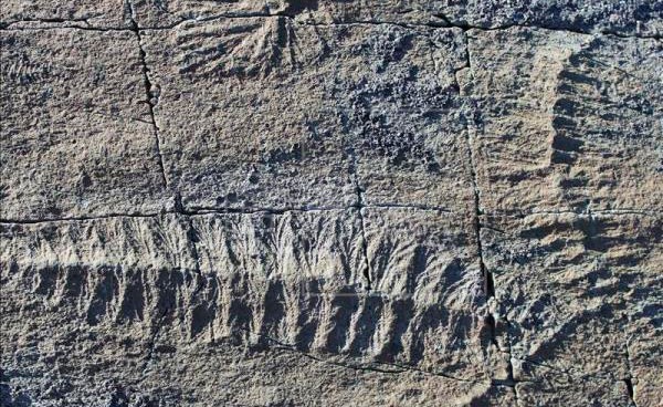 Phát hiện hóa thạch loài thú răng chạm có niên đại 16.000 năm tại Uruguay. Ảnh: cablenoticias.tv