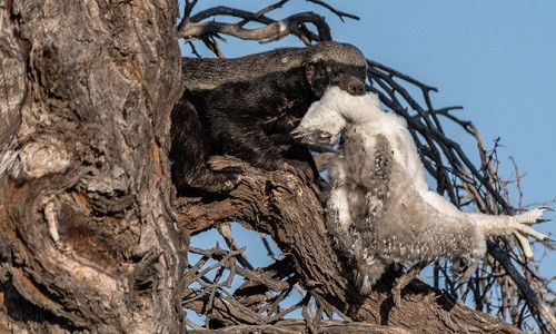 Lửng mật ngoạm xác đại bàng con trên cây. Ảnh: National Geographic.