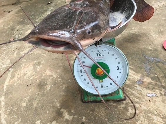 Con cá trê có cân nặng khủng gần 10kg