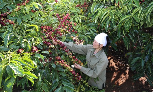 NESCAFÉ CAFÉ Việt Cà phê phin được sản xuất hoàn toàn từ cà phê Rubosta chất lượng cao đạt tiêu chuẩn cà phê quốc tế