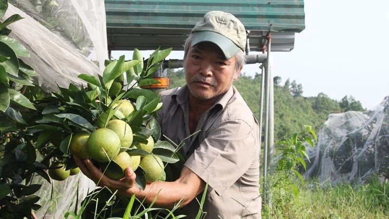 Ở vùng đất Khê Mây, ai cũng biết đến lão nông Đinh Văn Oánh (62 tuổi) với trang trại trồng cam theo quy trình sản xuất khép kín