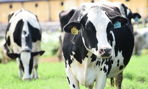 Hoa Hậu Bò Sữa 2018: Khi niềm tự hào khoác trên vai những cô bò