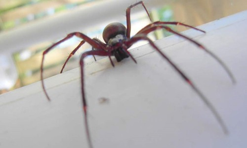 Hình ảnh về nhện "góa phụ giả". Ảnh: Independent.
