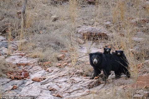 Gấu mẹ cùng hai chú gấu con đang trên đường đi kiếm ăn.