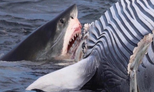 Con cá mập đồ sộ mải miết tận hưởng bữa ăn miễn phí. Ảnh: Facebook