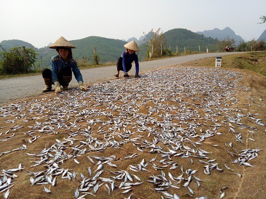 Với lợi thế mặt nước rộng lớn người dân sống ven sông Đà đánh bắt các loại cá và mang đi phơi thành cá khô.