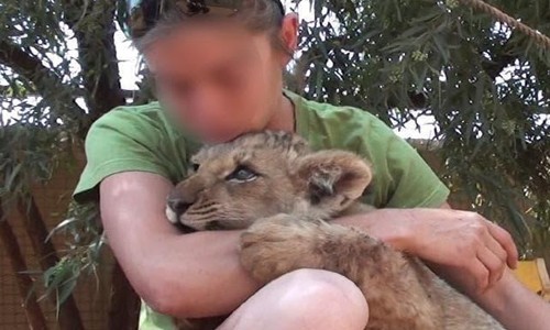 Trả tiền để ôm ấp sư tử là loại hình du lịch hút khách ở Nam Phi.