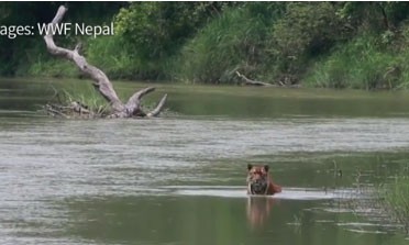 Bẫy camera ngăn nạn săn bắt hổ hoang dã ở Nepal