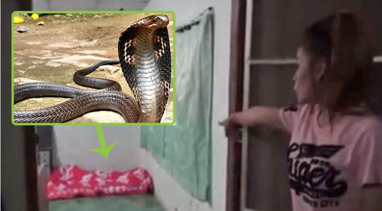 Suthamat nói rằng cô đang nằm trên giường thì thấy con rắn