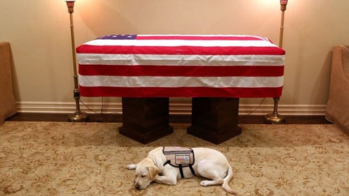 Chú chó Sully nằm cạnh linh cữu cố tổng thống George H.W Bush. Ảnh: Instagram.