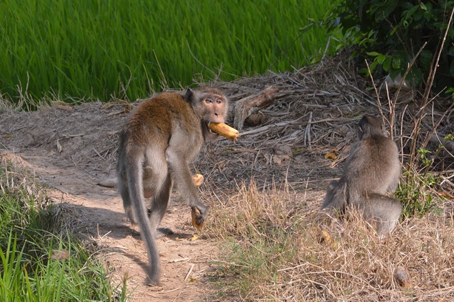 2 trong 5 con khỉ chạy đến gần nhà dân để lấy thức ăn. Ảnh: Tuấn Anh.