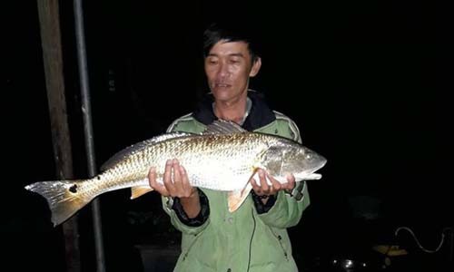 Ông Nguyễn Văn Ngọc với con cá câu được nghi là cá sủ vàng quý hiếm