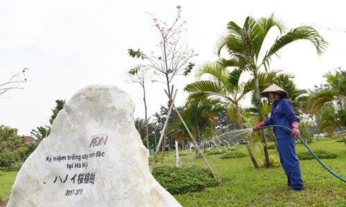 1. Năm 2018, nhằm kỷ niệm 45 năm thiết lập quan hệ ngoại giao Việt Nam và Nhật Bản, thành phố Hà Nội đã cho trồng 500 cây anh đào tại công viên Hòa Bình – Hà Nội.