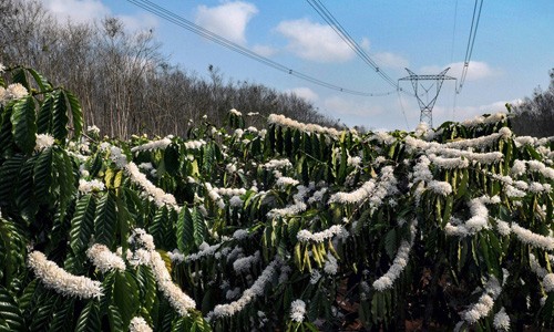 Mùa hoa cà phê phủ “tuyết” trắng thơm trên Đắk Lắk