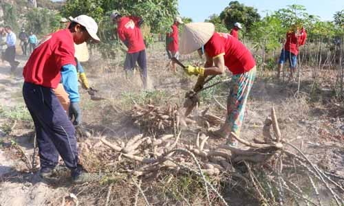 Niềm vui người dân khi thu hoạch đạt năng suất và lợi nhuận cao từ “Mô hình liên kết sản xuất cây khoai mì” do Tập đoàn Sao Mai triển khai