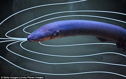 Lươn điện phóng dòng điện để truy quét tìm kiếm con mồi.