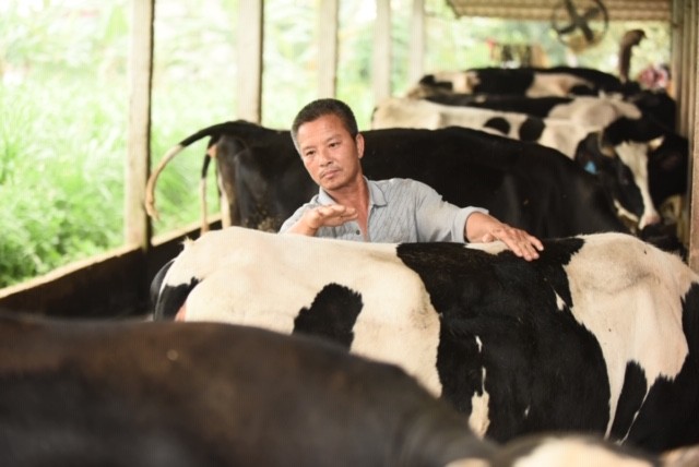 Thay vì chọn cách nhập đàn bò sữa về Việt Nam, Cô Gái Hà Lan quyết định đầu tư vào người nông dân, song hành cùng họ để có nguồn sữa tươi chất lượng nhất