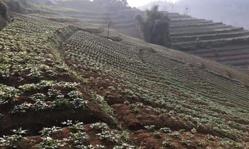 Cây sâm đương quy được trồng tại Việt Nam