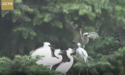 Hàng nghìn chim diệc bạch bay tới miền đông Trung Quốc