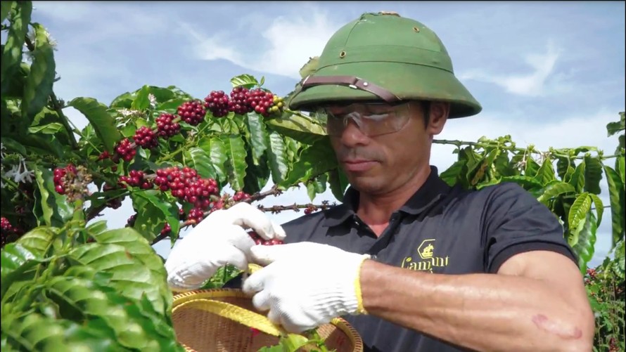 Vĩnh Hiệp hiện nằm trong Top 10 doanh nghiệp xuất khẩu cà phê lớn nhất Việt Nam. 