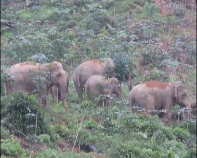 Tại Nghệ An, quần thể voi hoang dã còn khoảng 13-14 cá thể chia thành 4 đàn nhỏ.