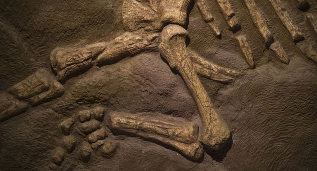 Tìm thấy xương đùi dài hai mét 140 triệu năm tuổi