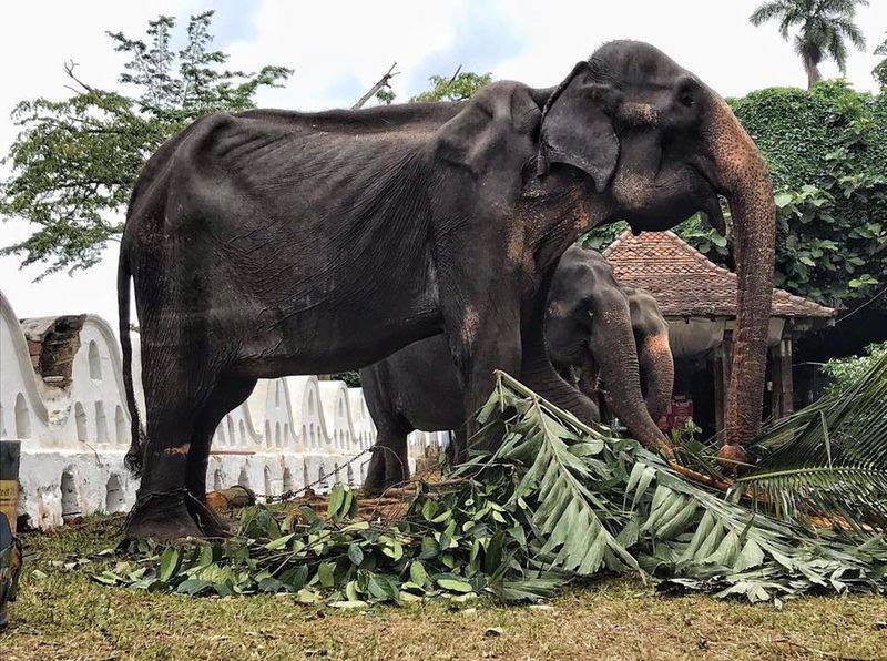 Chấn động ảnh voi già 70 tuổi chỉ còn da bọc xương vì bị bóc lột sức lao động