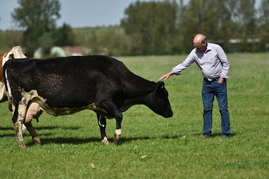 FrieslandCampina là sự kết hợp giữa đồng cỏ và đàn bò giống tốt Hà Lan