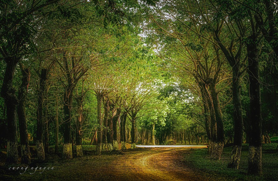 Ecopark được mệnh danh là thành phố triệu cây xanh, với tỷ lệ 200 cây xanh/người.