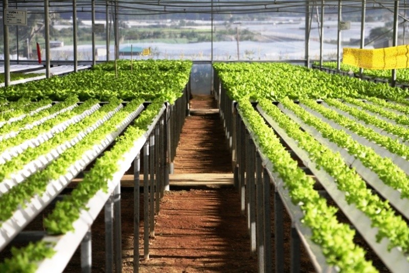 Agribank triển khai chương trình tín dụng ưu đãi phục vụ “Nông nghiệp sạch” với mong muốn xây dựng nền nông nghiệp an toàn, phát triển bền vững