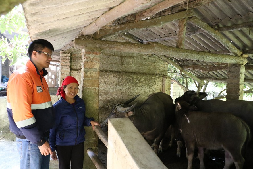 Bà Nguyễn Thị Mỹ (huyện Đại Từ, tỉnh Thái Nguyên) sử dụng nguồn vốn vay để chăn nuôi, phát triển kinh tế gia đình