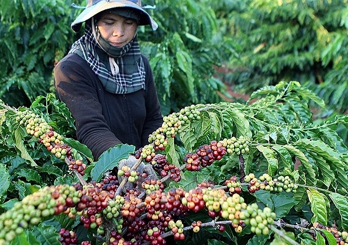 Tiêu chuẩn của EU tạo áp lực cho ngành nông nghiệp Việt Nam thay đổi phương thức sản xuất