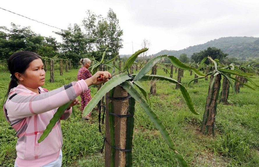 Nhờ có nguồn vốn vay ưu đãi, hộ dân ở tỉnh Bình Thuận có điều kiện phát triển cây Thanh Long