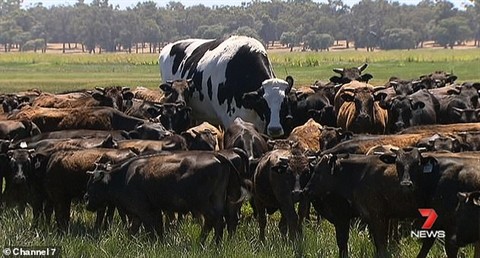 Con bò sữa khổng lồ lớn nhất nước Úc nổi bật giữa các đồng loại.