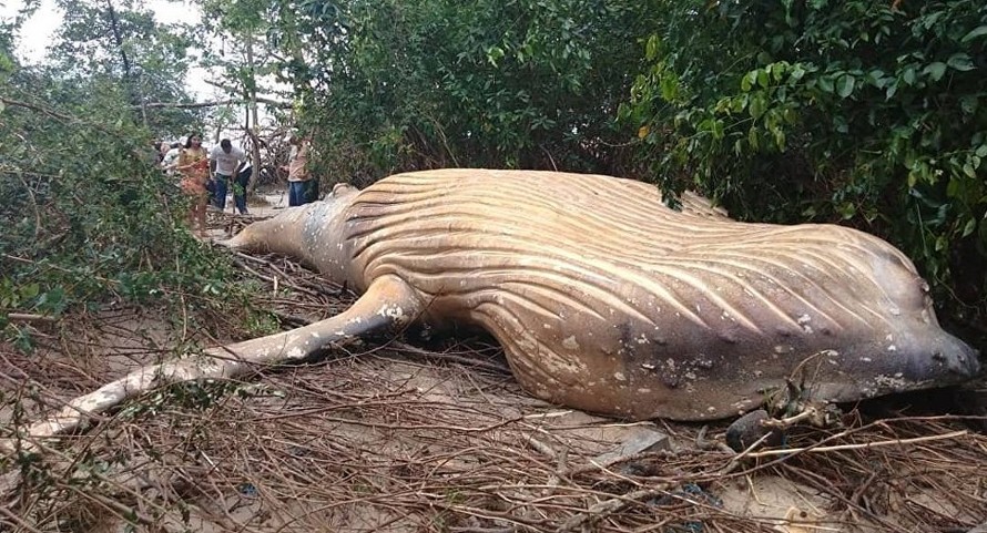 Một con cá voi lưng gù đã chết được tìm thấy trong khu rừng trên đảo Marajó của Amazon, gần đô thị Soure, vào ngaỳ 23/2.. Ảnh: Sputnik