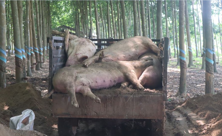 Tiêu hủy gần 200 con heo dương tính với dịch tả lợn Châu Phi